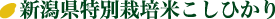 新潟県特別栽培米こしひかり